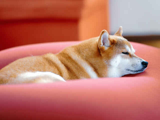 寒い冬でも愛犬がぐっすり眠れる寝床環境とは？